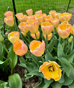 Orange tulips blooming in a garden bed with green leaves and a black wire fence in the background. 1795 Florals, located in Wilton, CT.