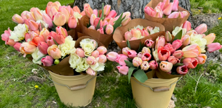 Three metal flower buckets filled with pink, peach, and white tulips and carnations placed outdoors on grass in front of a tree trunk. 1795 Florals, located in Wilton, CT.