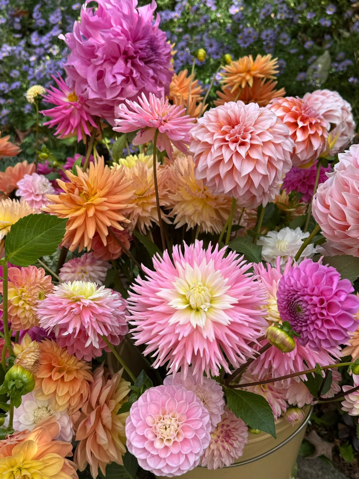 A close-up of a vibrant flower arrangement featuring various Dahlia blooms in shades of pink, orange, peach, yellow, and purple, with green leaves and stems, set against a soft-focus garden background. Local Dahlia Tubers from 1795 Florals in Wilton, CT