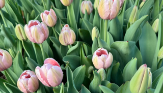 A close-up view of pink tulips with green leaves and stems, filling the frame. 1795 Florals, located in Wilton, CT.